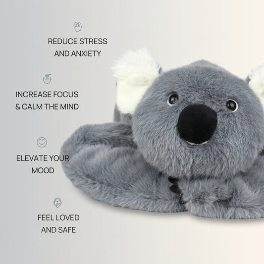 Kodi The Koala
